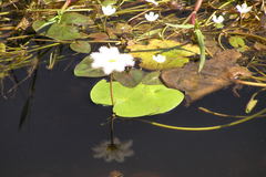 Nymphoides indica